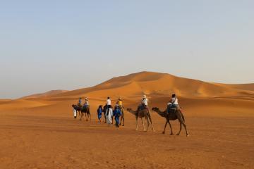 Excursiones en camello por el desierto